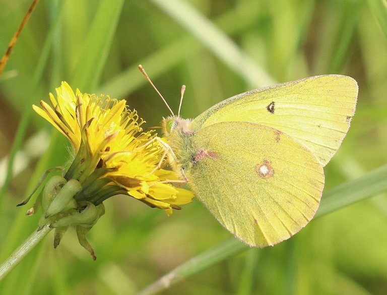 15-blue-and-yellow-butterfly-types-with-spiritual-meaning-2023