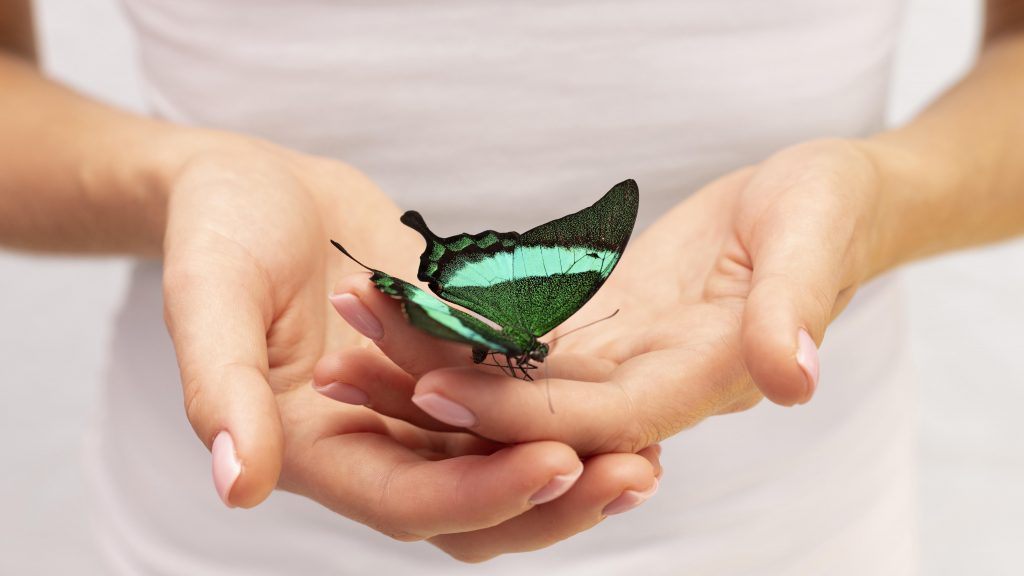 Green Butterfly Colors Meanings And Symbolism The Butterfly Choker 