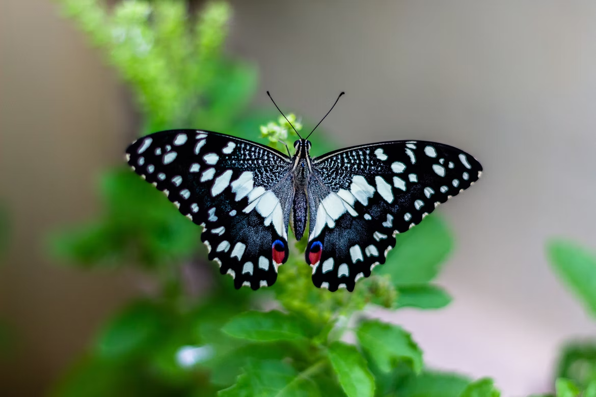 what-does-butterfly-mean-in-italian-the-butterfly-choker-butterfly